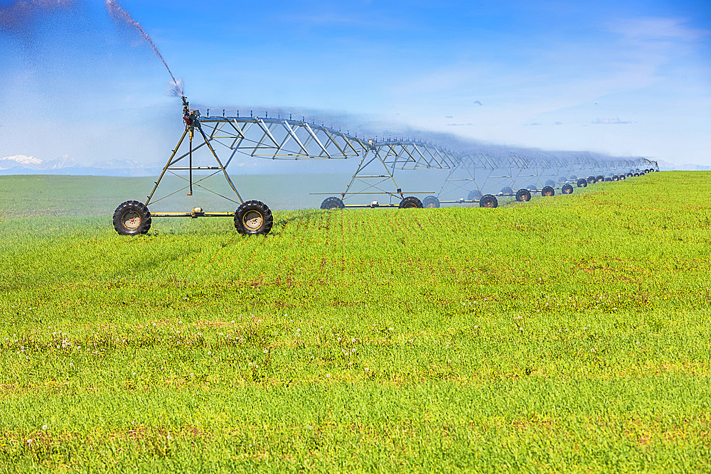 Irrigation equipment spraying water on a growing crop on farmland; Alberta, Canada