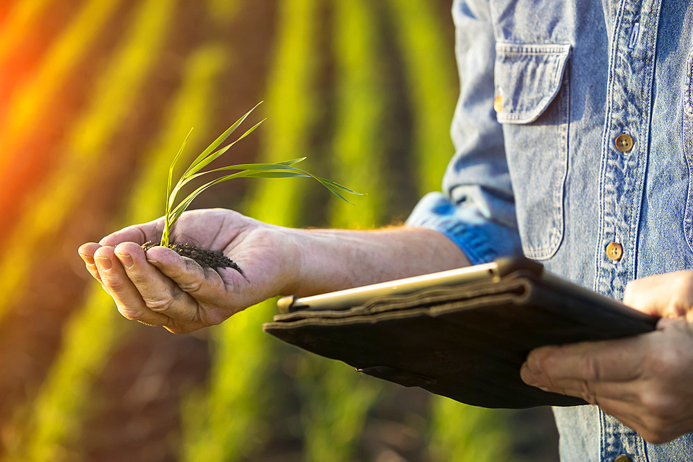 Farmer holding a seedling in his hand while using a tablet with a farm field and crop in the background at sunset; Alberta, Canada