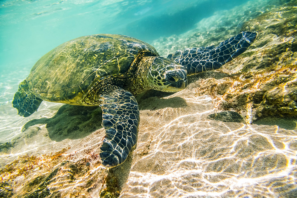 An endangered Green sea turtle (Chelonia mydas) swims underwater in Maui along the sandy bottom looking for food. Sea turtles are captivating for snorkelers, divers and tourists who come to Hawaii to enjoy these sea creatures; Paia, Maui, Hawaii, United States of America