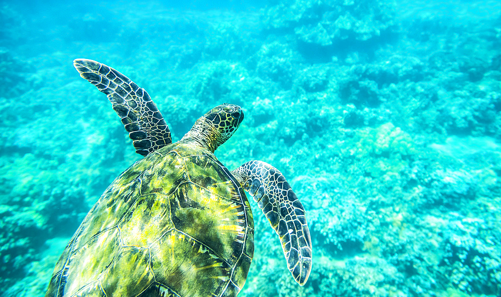 A young sea turtle (Chelonia mydas) swims underwater; Maui, Hawaii, United States of America