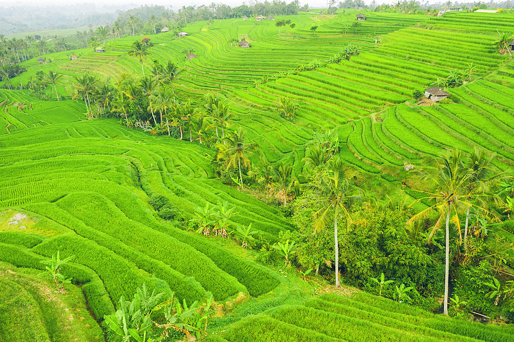 Drone view of the Bali Rice Terraces, Jatiluwih Rice Terrace; Tabanan, Bali, Indonesia