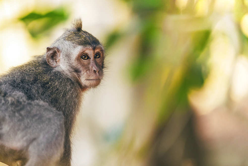 Juvenile Balinese long-tailed Monkey (Macaca fascicularis), Ubud Monkey Forest; Bali, Indonesia