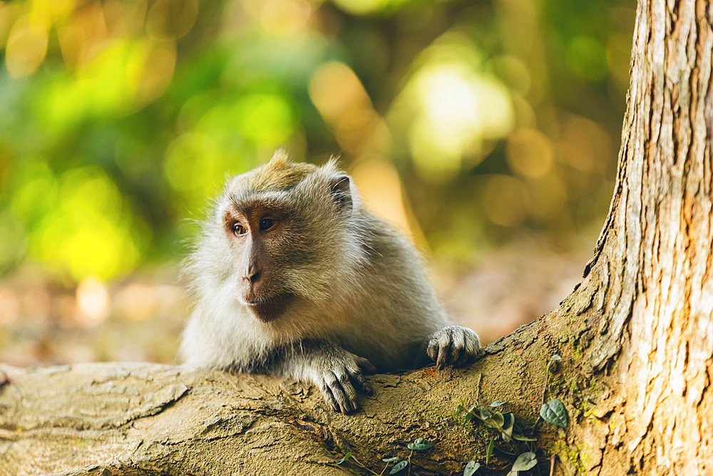 Balinese long-tailed Monkey (Macaca fascicularis), Ubud Monkey Forest; Bali, Indonesia