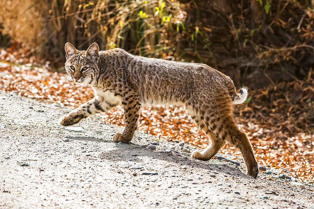 Bobcat (Lynx rufus) with front paw raised walks along a path at Sweetwater Wetlands; Tucson, Arizona, United States of America