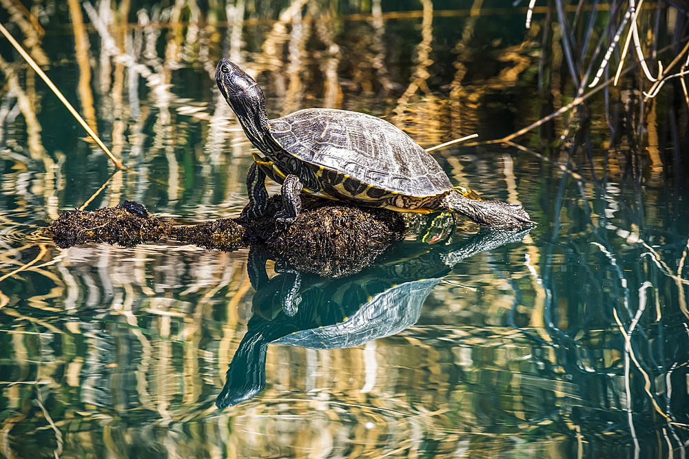 Pond Slider turtle (Trachemys scripta) sunning on a submerged log and showing its reflection in a pond at the Riparian Preserve at Water Ranch; Gilbert, Arizona, United States of America