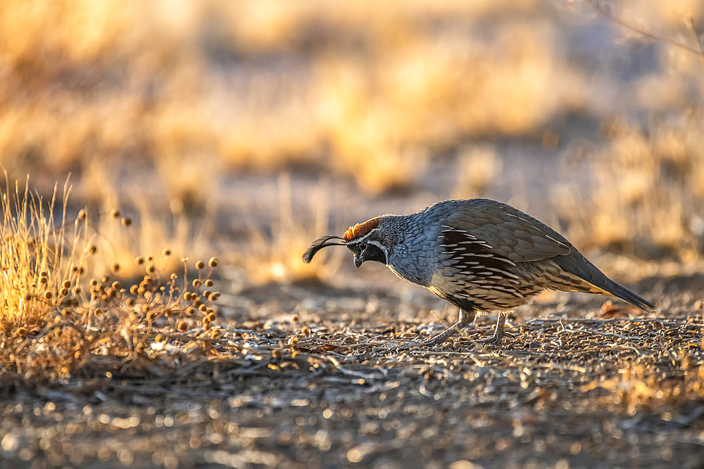 Male Gambel's Quail (Callipepla gamibelli) showing two head plumes searching for food on ground; Casa Grande, Arizona, United States of America