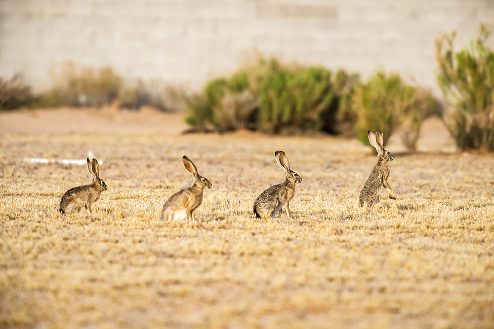 Four Black-tailed Jackrabbits (Lupus californicus) lined up single file with the leader raised on its hind legs in an open field; Casa Grande, Arizona, United States of America