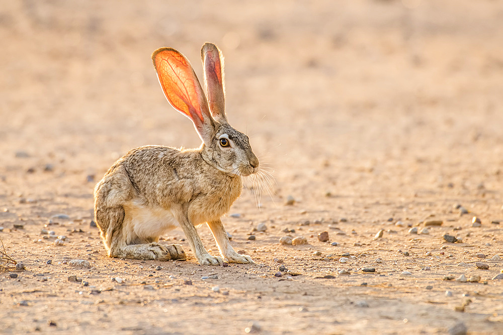 Backlit Black-tailed Jackrabbit (Lupus californicus) with sunlight shining through its ears; Casa Grande, Arizona, United States of America