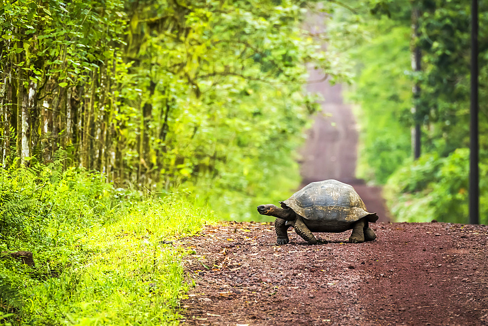 Galapagos giant tortoise (Chelonoidis nigra) lumbers slowly across a long, straight dirt road that stretches off to the horizon. Beyond the grass verge, there is dense forest on either side; Galapagos Islands, Ecuador