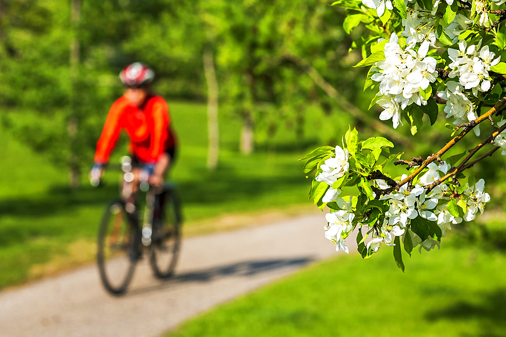 Female cyclist along pathway with apple blossoms framing the foreground ; Calgary, Alberta, Canada