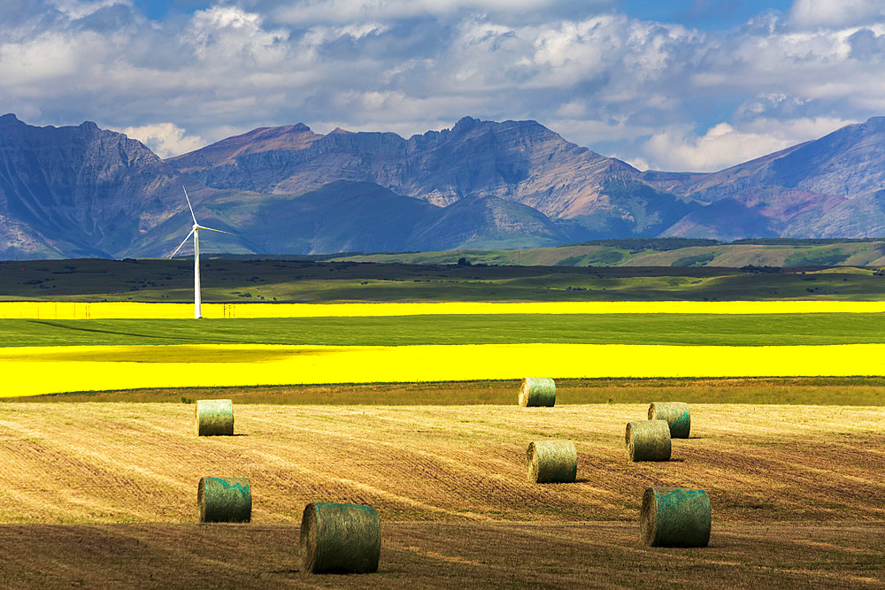 Hay bales in a cut field lit by the sun with fields of flowering canola, a windmill, rolling hills and mountain range in the background, North of Waterton; Alberta, Canada