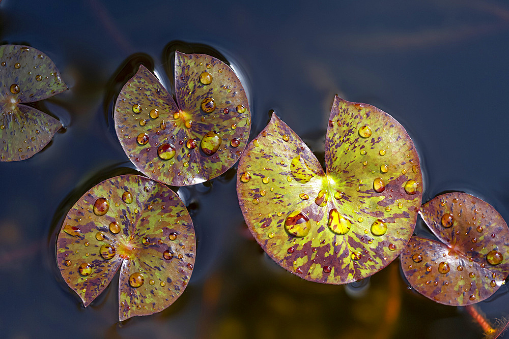 Close-up of water droplets on leaves of lily pads in water; Surrey, British Columbia, Canada