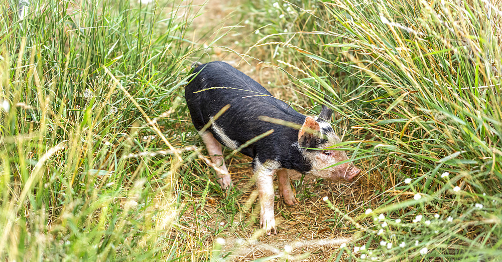 Pig standing on a worn path in tall grasses; Armstrong, British Columbia, Canada