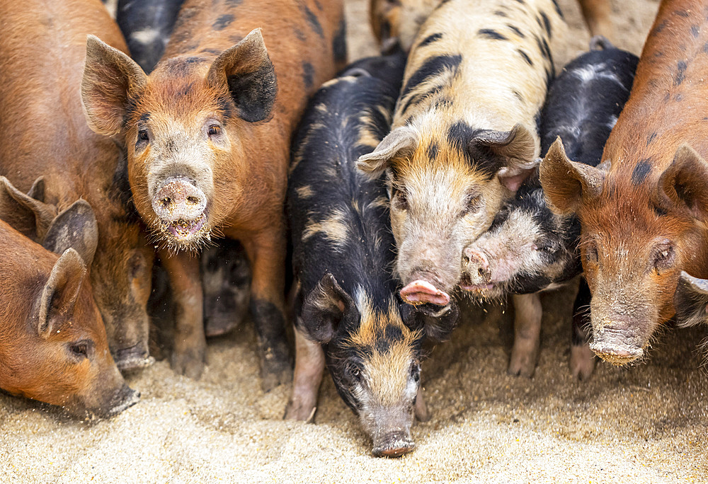 Pigs on a farm feeding on the ground; Armstrong, British Columbia, Canada