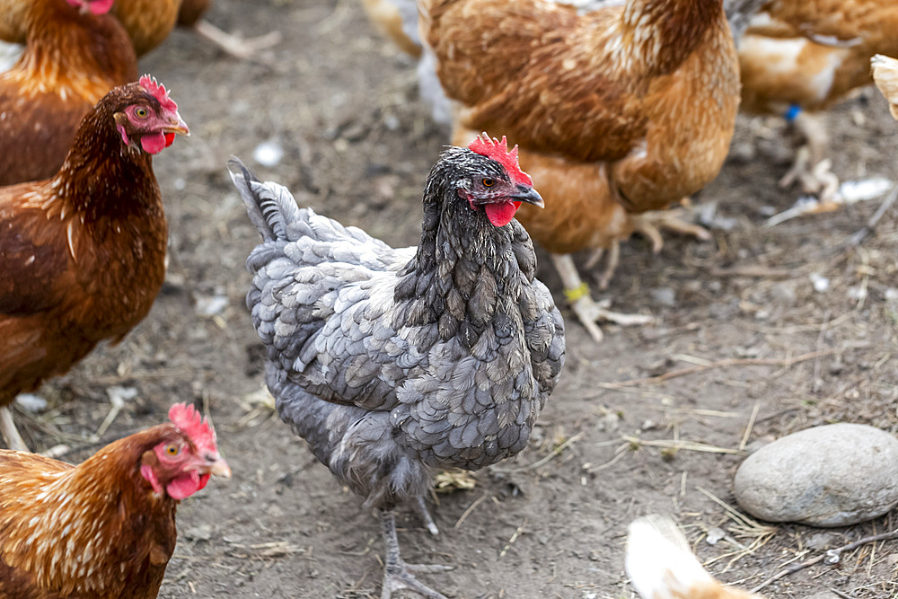 Chickens on a farm; Armstrong, British Columbia, Canada