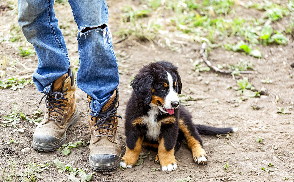 Puppy sitting beside man's feet with work boots; Armstrong, British Columbia, Canada