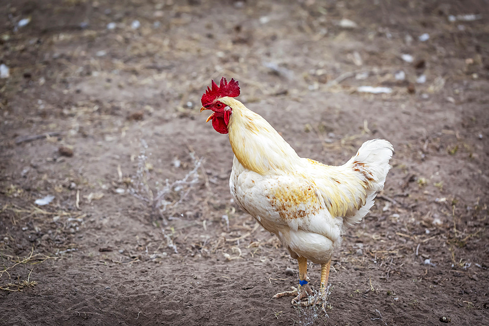 Side view of a chicken; Armstrong, British Columbia, Canada