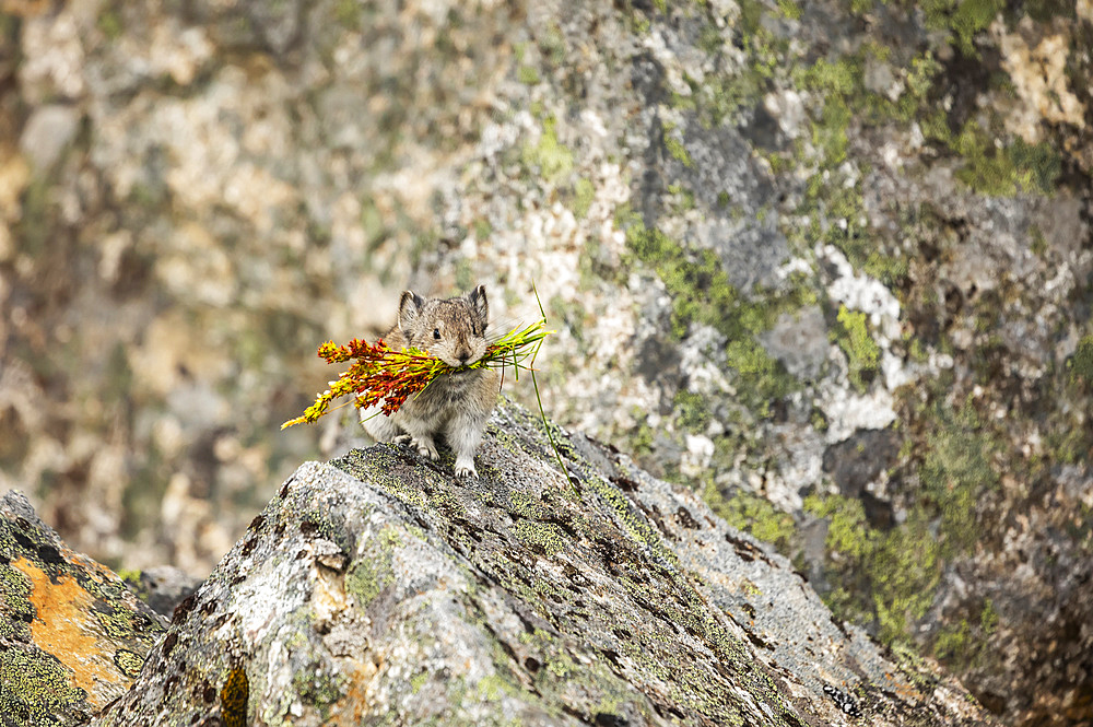 A Collared Pika (Ochotona collaris) gathers food to put in small haystacks to dry and which will provide him with food for the cold and snowy winter months. Pikas do not hibernate. Hatcher Pass area near Palmer, South-central Alaska; Alaska, United States of America