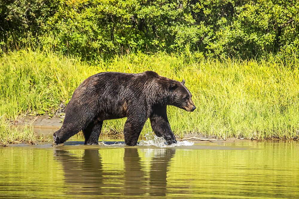 Brown Bear (Ursus arctos) male splashes through a pond, captive animal, Alaska Wildlife Conservation Centre; Portage, Alaska, United States of America