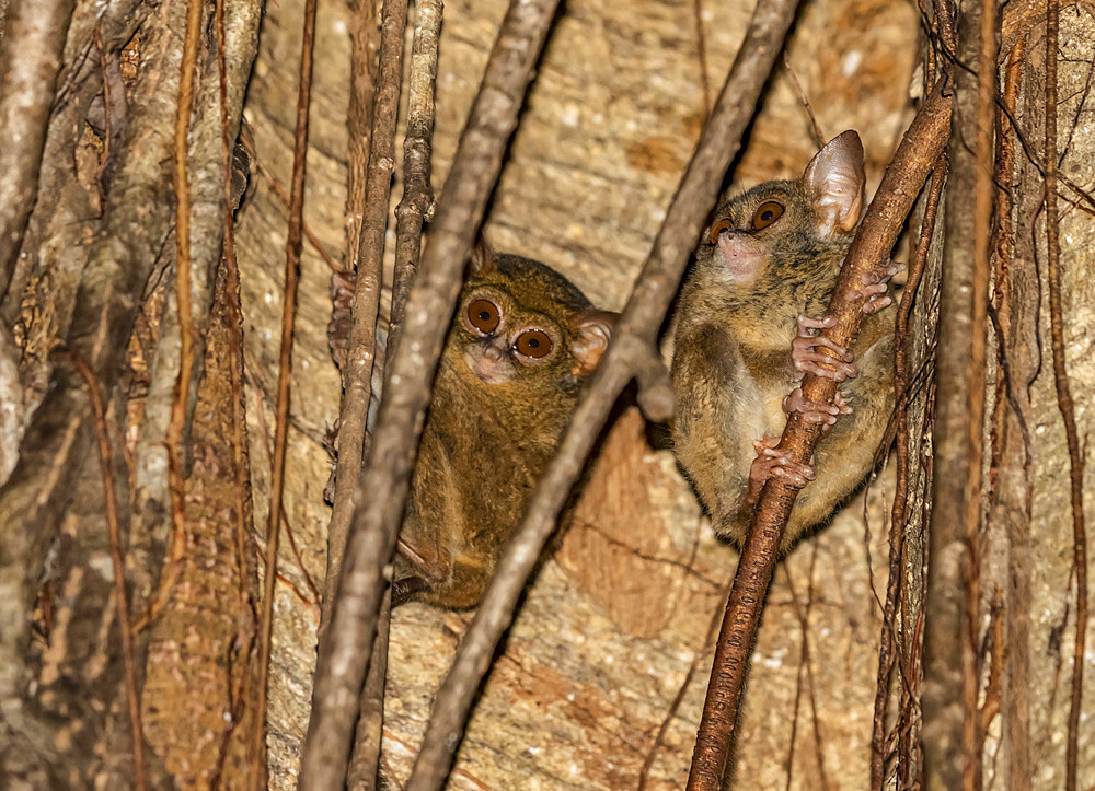 Spectral tarsier (Tarsius spectrum),Tangkoko Batuangus Nature Reserve; North Sulawesi, Indonesia