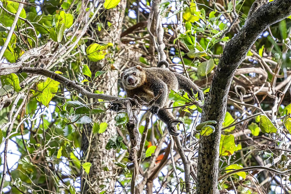 Sulawesi bear cuscus or Sulawesi bear phalanger (Ailurops ursinus), Tangkoko Batuangus Nature Reserve; North Sulawesi, Indonesia