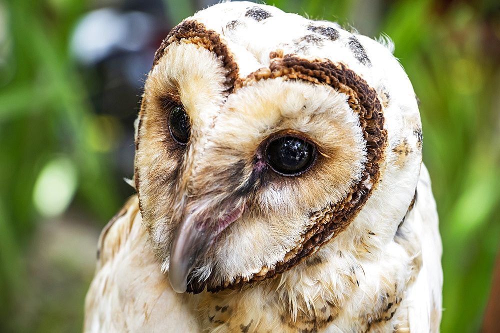 Sulawesi masked owl (Tyto rosenbergii), Mount Mahawu; North Sulawesi, Indonesia