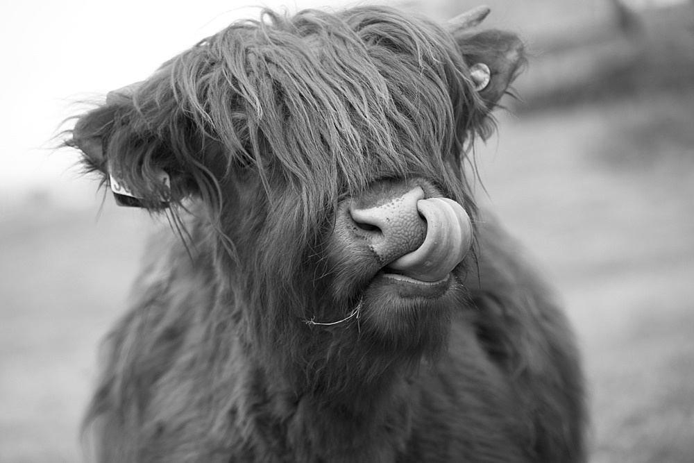 Highland cattle licking it's nose; Scottish Borders, Scotland