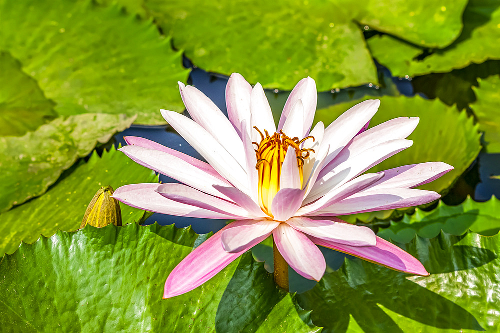 Water lily (Nymphaeaceae) plant in bloom in a pond, Bogor Botanical Gardens; Bogor, West Java, Indonesia