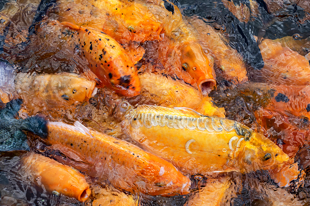 Koi (Cyprinus rubrofuscus) in a pool, Tirta Gangga; Bali, Indonesia