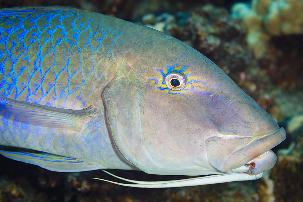 Close-up of a blue goatfish (Parupeneus cyclostomus) showing the two barbels tucked under the chin, used to probe and detect prey; Maui, Hawaii, United States of America