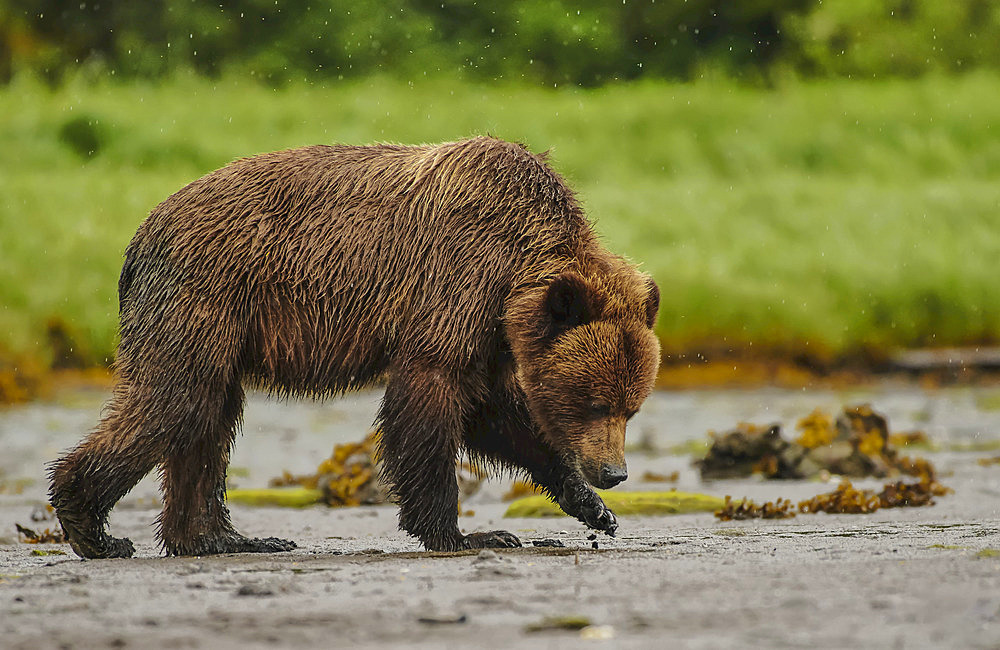 Grizzly bear (Ursus Arctos Horribilis) wading in water looking for fish, Khutzeeymateen Grizzly Sanctuary; British Columbia, Canada