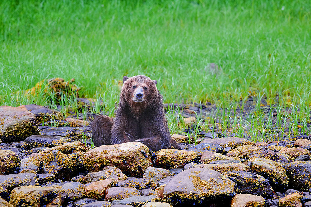 Grizzly bear (Ursus arctos horribilis) sits on lichen-covered rocks at the edge of a grass field and looks at the camera, Khutzeymateen Bear Sanctuary; British Columbia, Canada