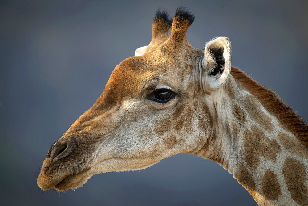 Close-up of head of Southern giraffe (Giraffa giraffa) against a bokeh background, Gabus Game Ranch; Otavi, Otjozondjupa, Namibia