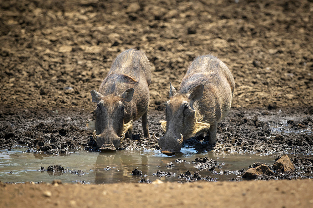 Two common warthogs (Phacochoerus africanus) stand drinking from waterhole; Otavi, Otjozondjupa, Namibia