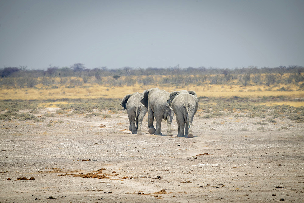 Three African bush elephants (Loxodonta africana) cross rocky pan, Etosha National Park; Otavi, Oshikoto, Namibia