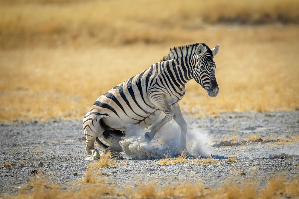 Plains zebra (Equus burchellii) gets up from salt pan, Etosha National Park; Otavi, Oshikoto, Namibia