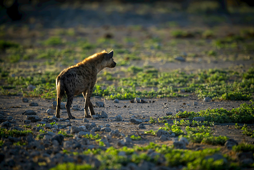 Backlit spotted hyena (Crocuta crocuta) stares over rocky pan, Etosha National Park; Otavi, Oshikoto, Namibia