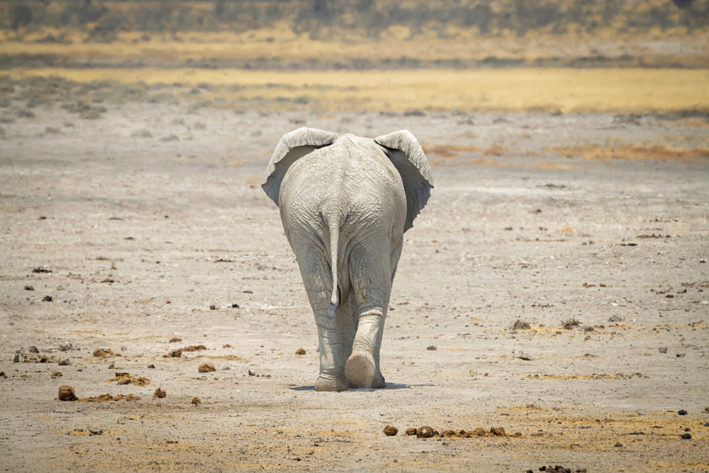 Rear view of an African bush elephant (Loxodonta africana) walking away across salt pan in Etosha National Park; Otavi, Oshikoto, Namibia