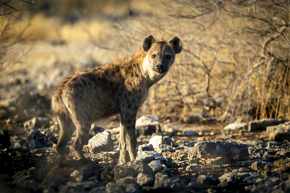 Spotted hyena (Crocuta crocuta) running across the grassland in the sunshine at the Etosha National Park; Otavi, Oshikoto, Namibia