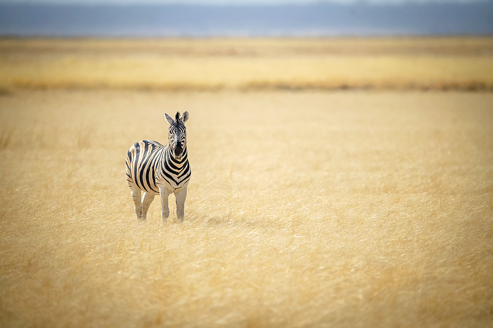 Plains zebra (Equus quagga formerly Equus burchellii) standing in the middle of the long grass on the savanna looking at the camera at the Etosha National Park; Otavi, Oshikoto, Namibia