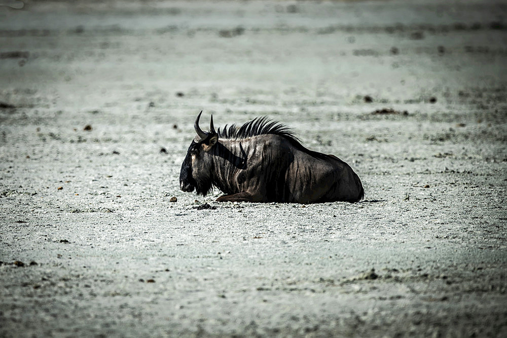 Overexposed blue wildebeest (Connochaetes taurinus) lying on the Etosha Salt Pan on a sunny day in Etosha National Park; Otavi, Oshikoto, Namibia