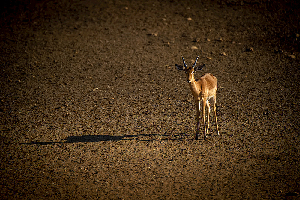 Portrait of a sunlit, male common impala (Aepyceros melampus) standing on the the plain casting a long shadow at the Gabus Game Ranch and looking at camera; Otavi, Otjozondjupa, Namibia