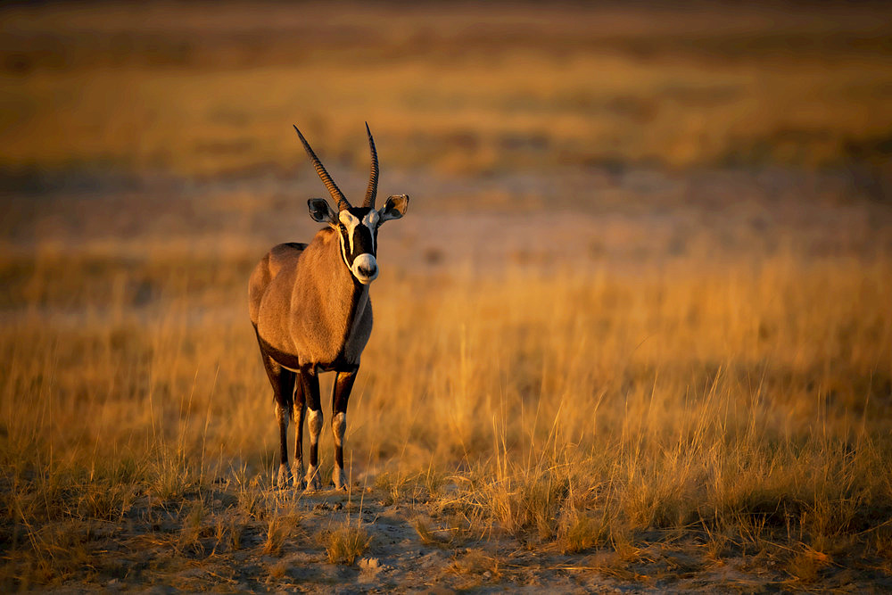 Portrait of a gemsbok (Oryx gazella) standing on a grassy plain on the savanna and looking at the camera at the Etosha National Park; Otavi, Oshikoto, Namibia