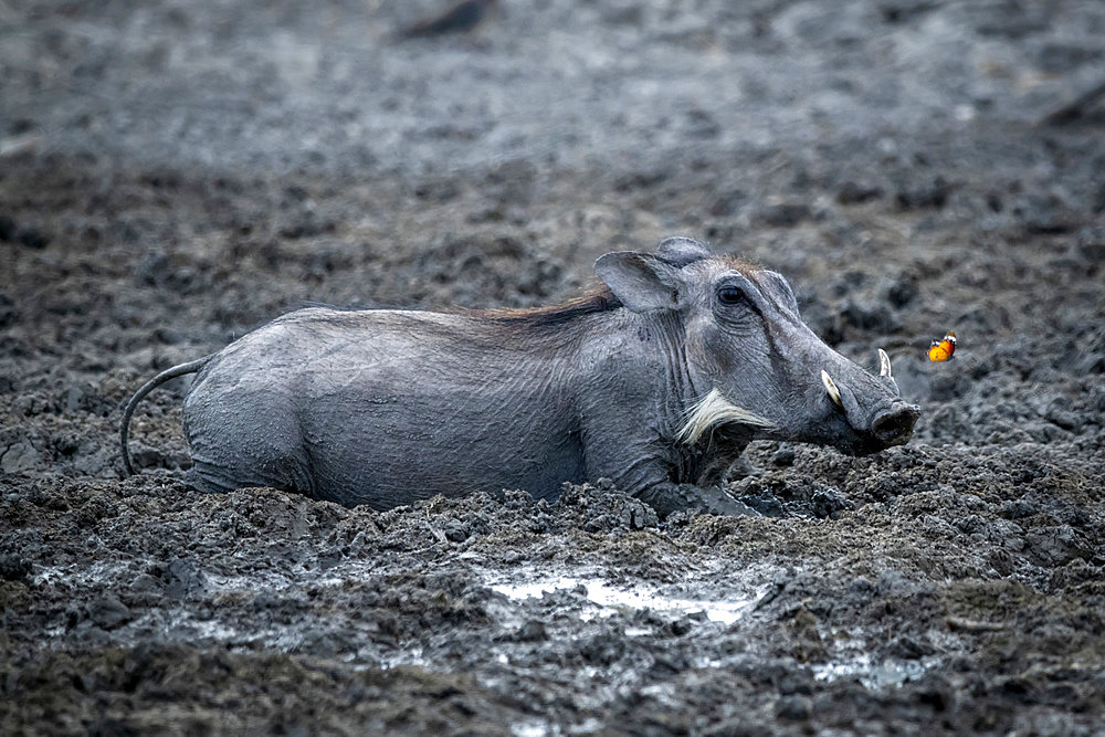 Close-up of a common warthog (Phacochoerus africanus) lying on its stomach in the mud at a waterhole next to a butterfly at the Gabus Game Ranch; Otavi, Otjozondjupa, Namibia