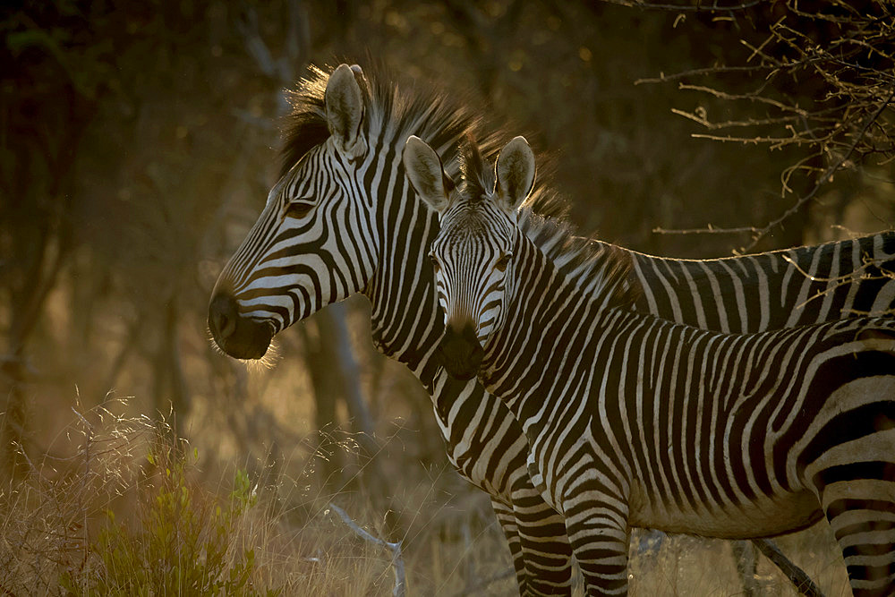 Adult Hartmann's mountain zebra (Equus zebra hartmannae) standing in the shade looking forward while foal is looking at the camera at the Gabus Game Ranch at sunrise; Otavi, Otjozondjupa, Namibia