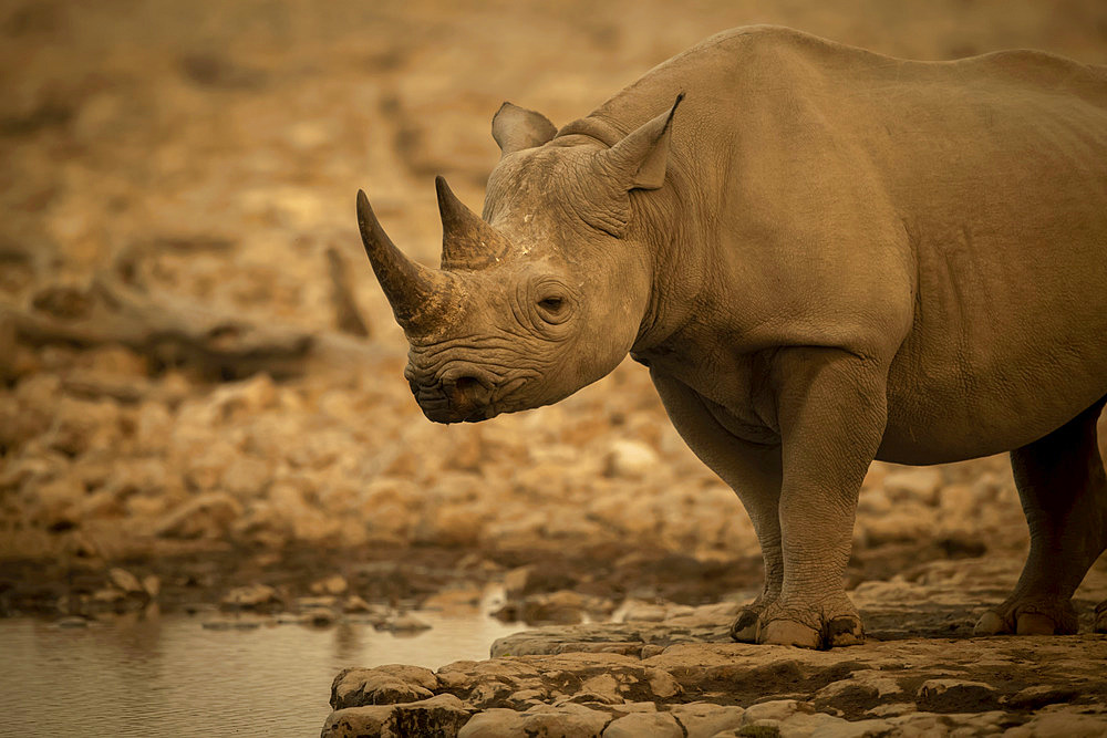 Close-up of black rhinoceros (Diceros bicornis) standing beside a rocky waterhole eyeing the camera in the Etosh National Park; Otavi, Oshikoto, Namibia