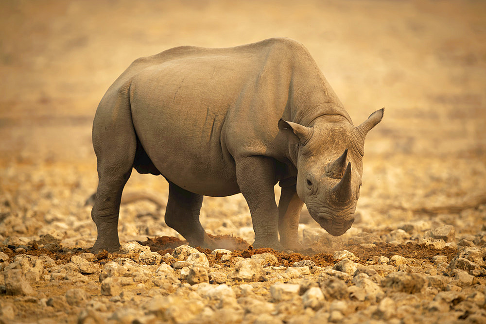 Black rhinoceros (Diceros bicornis) standing on rocks lowering head and looking at camera in the Etosh National Park; Otavi, Oshikoto, Namibia