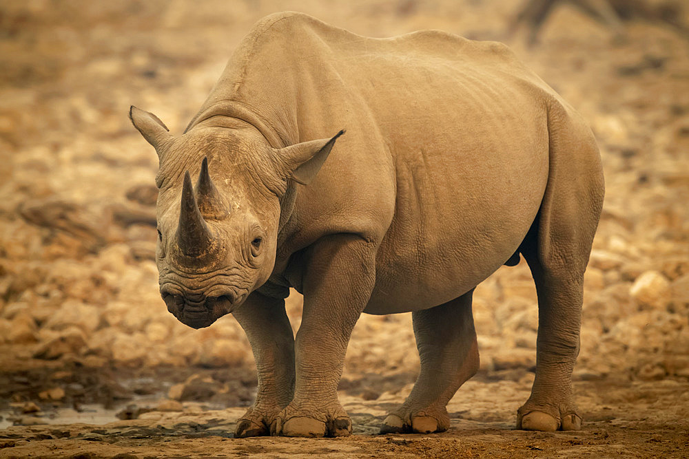 Black rhinoceros (Diceros bicornis) standing beside a waterhole in the haze looking at camera in the Etosh National Park; Otavi, Oshikoto, Namibia