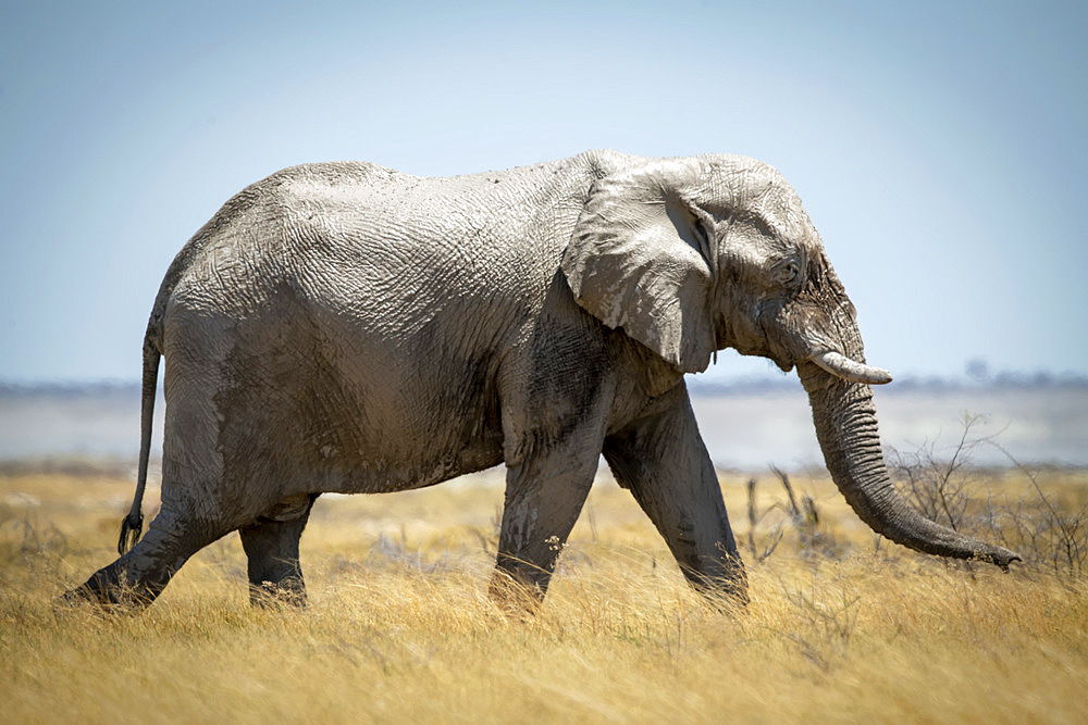 African bush elephant (Loxodonta africana) striding through the long grass on the savanna in Etosha National Park; Otavi, Oshikoto, Namibia