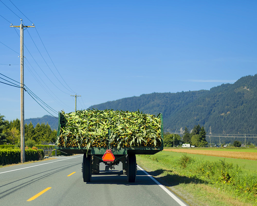 Back end of tractor carrying a load of harvested cornstalks (Zea Mays) on a highway driving through the countryside; Yarrow, British Columbia, Canada